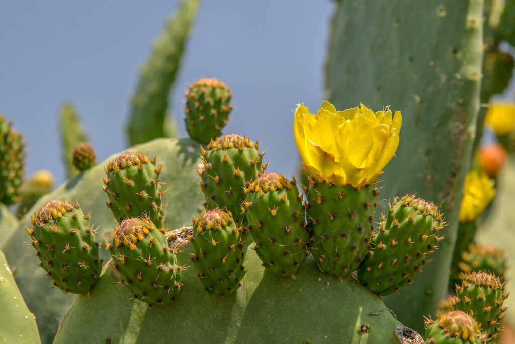 Consigli per coltivare le piante grasse con fiorellini