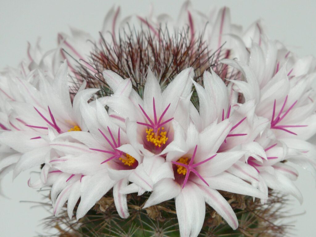 Mammillaria pianta succulenta con fiore