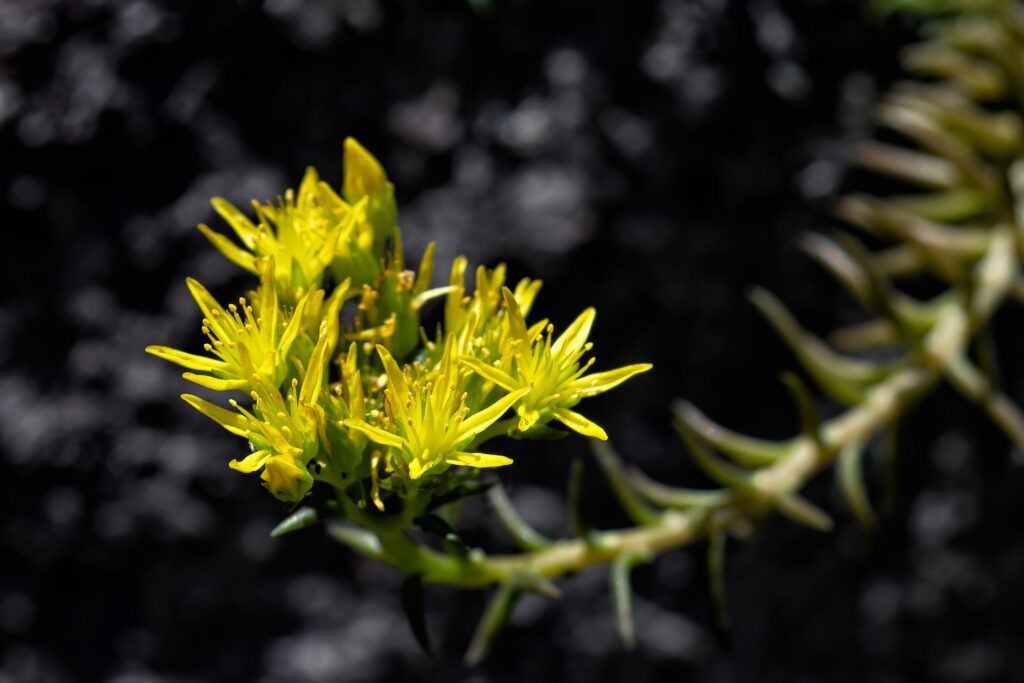 fioritura Sedum Acre