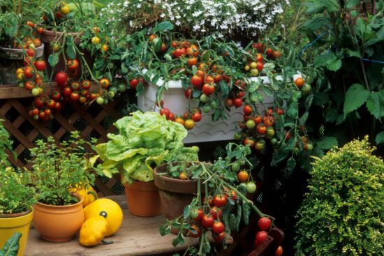 Orto sul balcone: guida alla progettazione